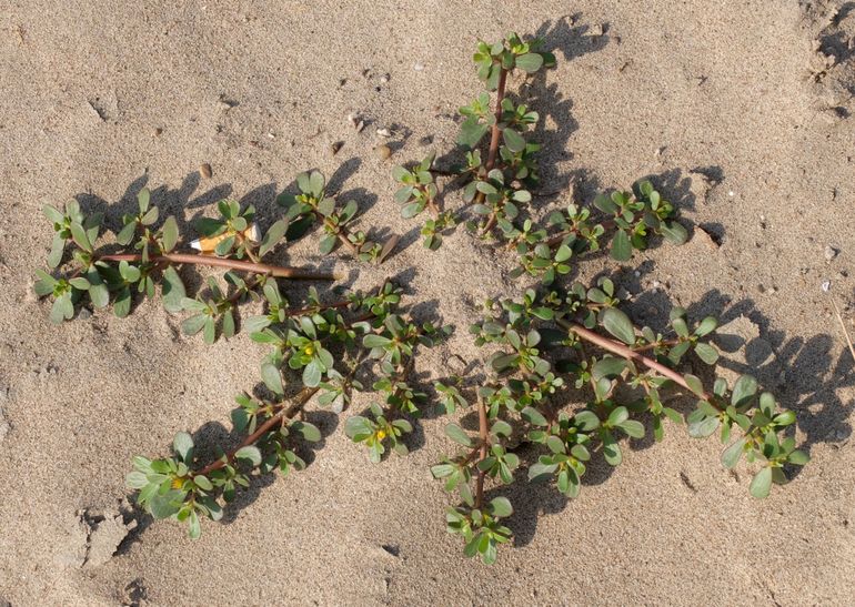 Postelein op droogvallende rivieroever (augustus 2018)