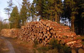 Rob Chrispijn Kaalkap fijnsparren bos