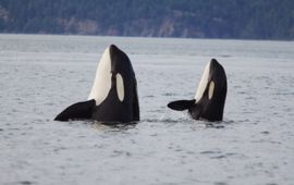 Orca, killer whale, Eenmalig gebruik