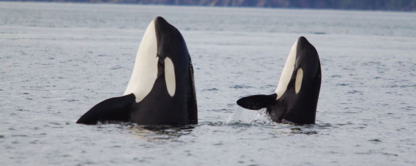 Orca, killer whale, Eenmalig gebruik