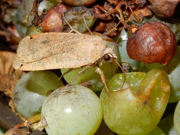 De huismoeder drinkt, met haar lange roltong, uit de druiven