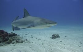 Caribbean reef shark in the Man of War Shoal Marine Park , Sint Maarten.