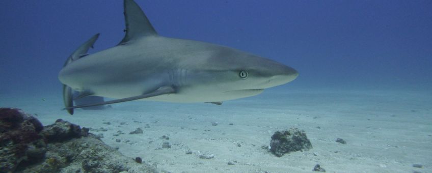 Caribbean reef shark in the Man of War Shoal Marine Park , Sint Maarten.