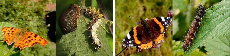 Vlinder en rups van gehakkelde aurelia (links) en atalanta (rechts)