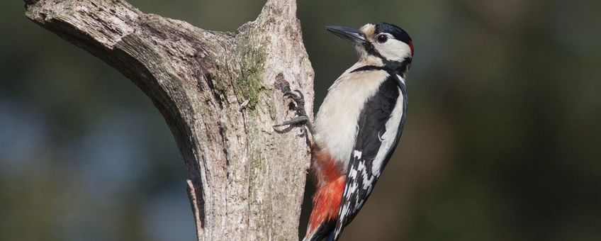 Grote bonte specht