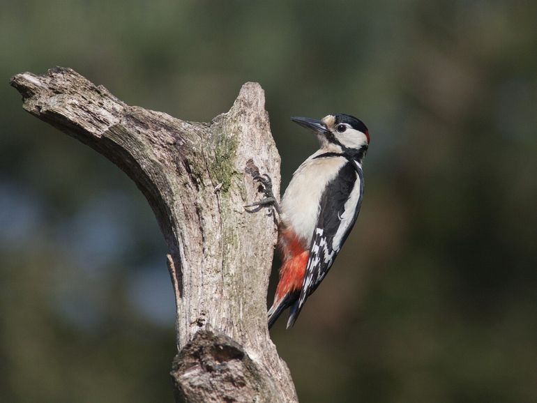 Grote bonte specht