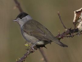 Sylvia atricapilla. Zwartkop