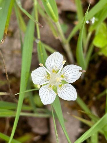 Parnassia in bloei