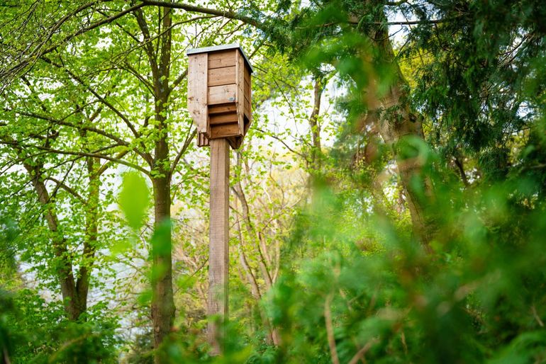 Op de oude legerplaats werden vijf vleermuiskasten geplaatst