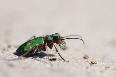 Groene zandloopkever