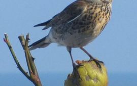 Soebe kramsvogel