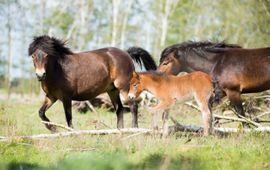 Bob Luijks, Natuurportret Exmoorpony's