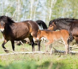 Exmoorpony's