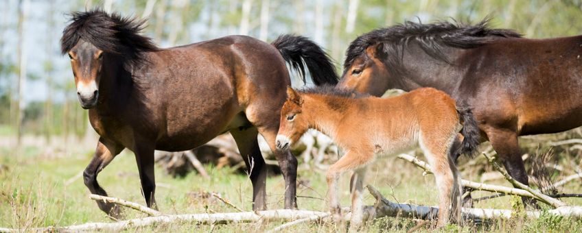 Exmoorpony's