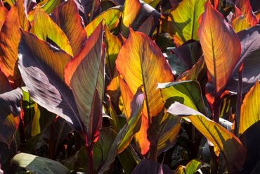 Canna 'Red King Humbert'