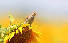 Shutterstock Huismus