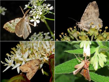 Wat nachtvlinders foeragerend, v.l.n.r. boven: kleine groenbandspanner op fluitenkruid, taxusspikkelspanner op klimop; onder: oranjegeel halmuiltje op kornoelje en goudvenstertje op smeerwortel