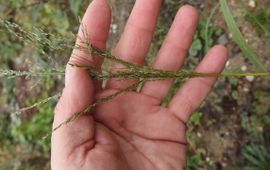 Bloeiwijze Bleek cypergras (Eragrostis virescens)