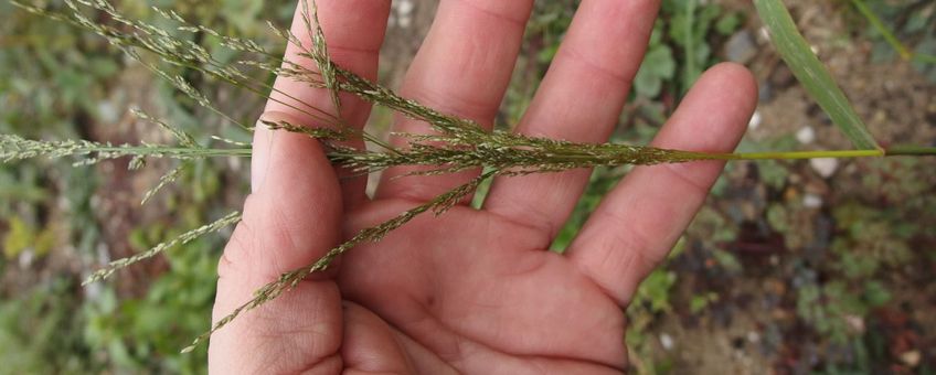 Bloeiwijze Bleek cypergras (Eragrostis virescens)