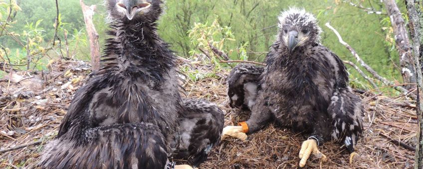 Zeearendnest, Lauwersmeer, 2013 met twee net geringde jongen.