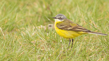 Dat er veel insecten leven in bloemrijke graslanden is belangrijk voor vogels, zoals de gele kwikstaart