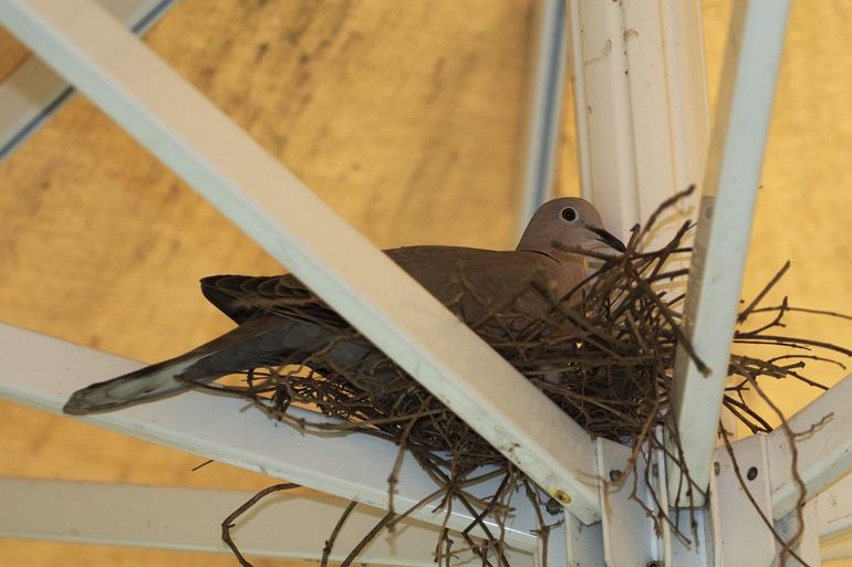 Turkse tortels broeden meestal in de buurt van mensen, en op de meest onwaarschijnlijke plaatsen 