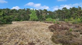 Stuifzandlandschap