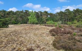 Stuifzandlandschap
