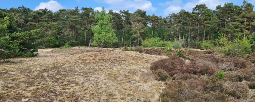 Stuifzandlandschap
