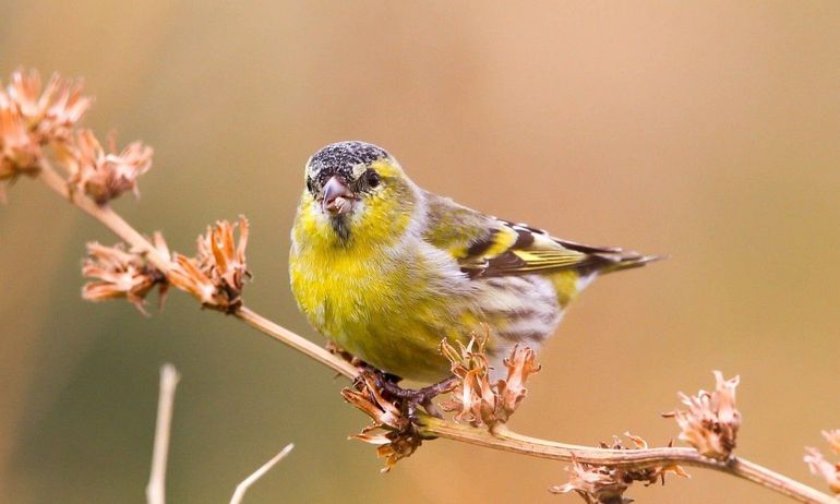 Mannetje sijs heeft een zwarte kruin, kin en vleugelstrepen en een opvallend geelgroene kleur