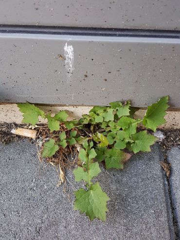 Kenmerkend voor muursla is de grote, hoekige eindlob van het blad