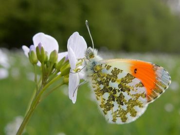 Mede door het zonnige weer in april zijn veel oranjetipjes geteld