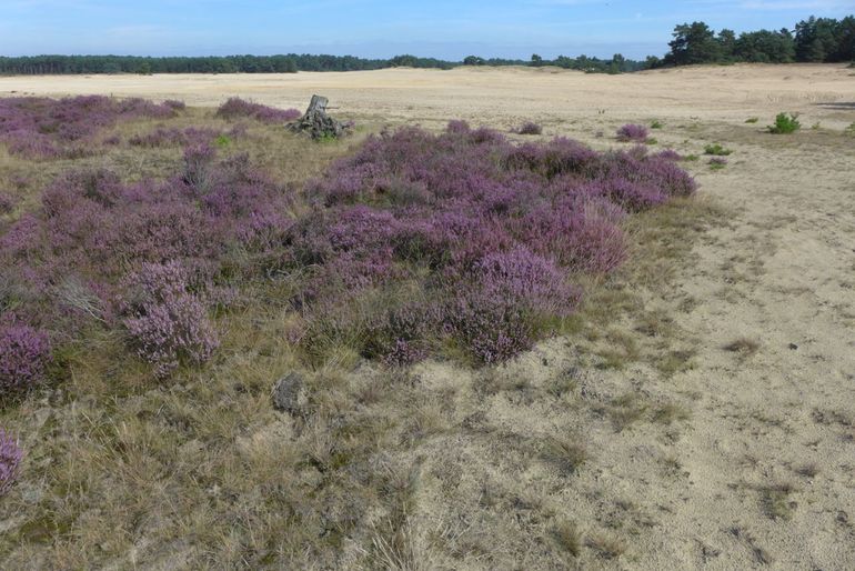 Zandverstuiving en Stuifzandheide: twee habitattypen die met het LIFE-project zijn hersteld en vergroot