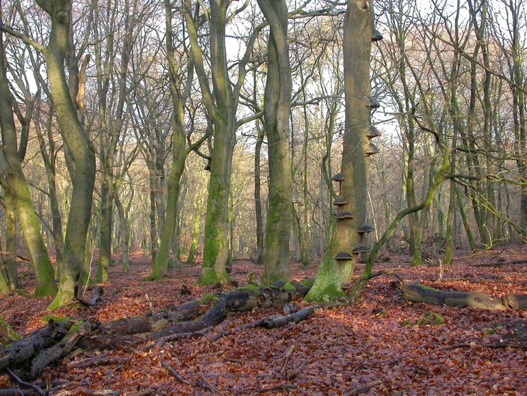 Oud bos