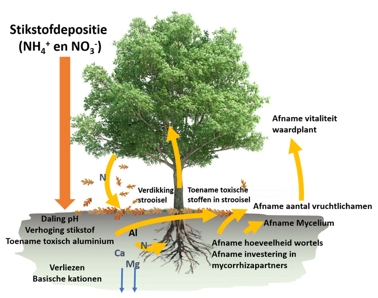 Een schematische, vereenvoudigde weergave van de inwerking van een hoge stikstofdepositie op mycorrhizavormende schimmels en hun waardplanten