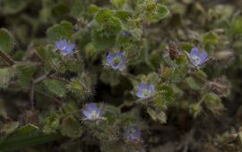 Blauw-gele ara (Ara ararauna) met palmvruchten