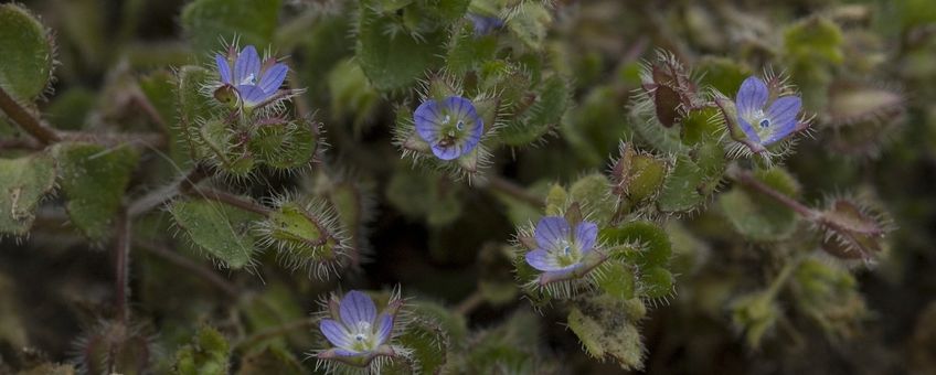 Blauw-gele ara (Ara ararauna) met palmvruchten