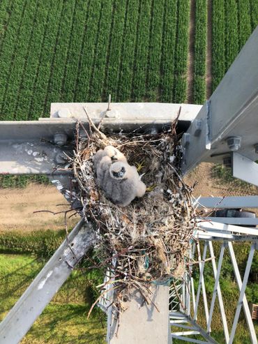 Twee boomvalkjongen van 18 dagen oud op een mastnest. Mast beklommen door professionals met vergunning