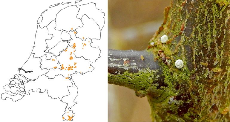 Waarnemingen sleedoornpage (meestal eitjes) vanaf 2016 (links); eitjes van de sleedoornpage (rechts)