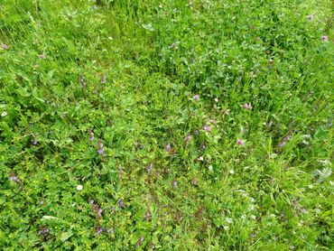 Als gazon minder vaak gemaaid wordt, zien we direct allerlei bloemen in bloei komen