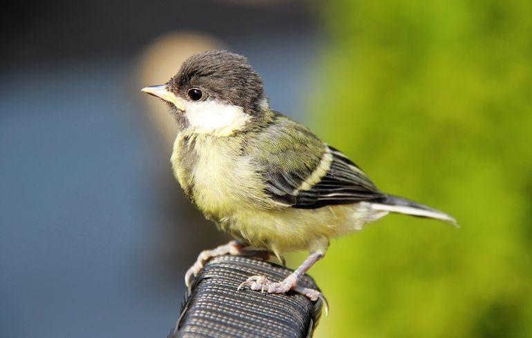 Jonge koolmees op tuinstoel