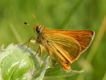 Verse groot dikkopjes zijn warm oranjebruin met een wat groenige glans