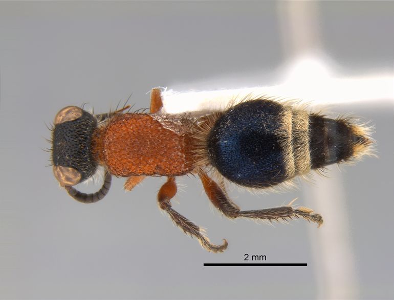 Andreimyrme ursasolaris, een andere nieuwe mierwesp die opdook in de Naturalis-depots