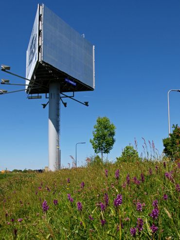 De Drentse overheden zijn aan zet om meer goed beheerde, bloemrijke bermen te krijgen