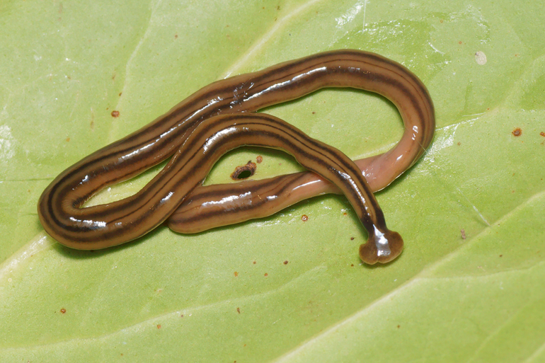 Hamerhoofdplatworm (Bipalium kewense)