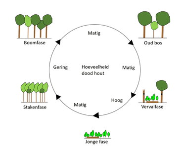 Verschillende bosfasen en de hoeveelheid dood hout