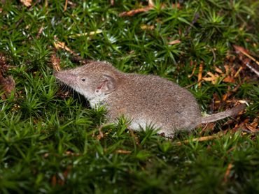 De huisspitsmuis is een insecteneter