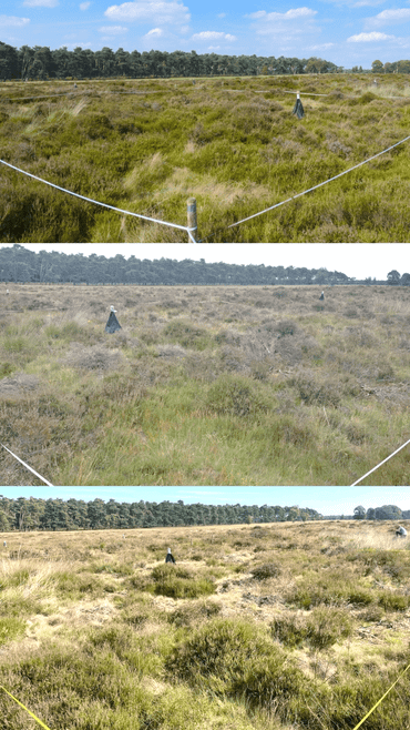 De ontwikkeling van de vegetatie op de droge heide in 2017 (boven), 2020 (midden) en 2022 (onder) in proefvlak A1, met in 2014 eenmalig een dosis van 4 ton Dolokal per hectare. Hoewel op de droge heide in alle proefvlakken de bedekking door grasachtigen is toegenomen, is in de Dolokalbehandeling het aandeel grassen in 2020 en 2022 significant groter dan in de controle (ongeveer 60 procent versus ongeveer 48 procent)