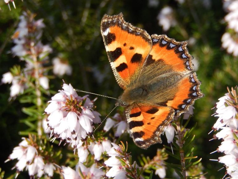 De kleine vos gaat op zoek naar nectar. Dat vindt hij in bloeiende planten, zoals winterheide