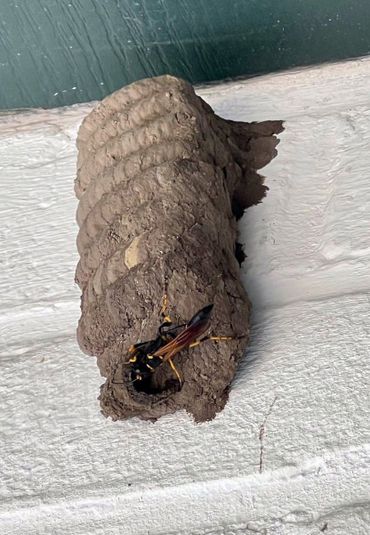 De Amerikaanse langsteelgraafwesp metselt broedcellen aan elkaar tot blok